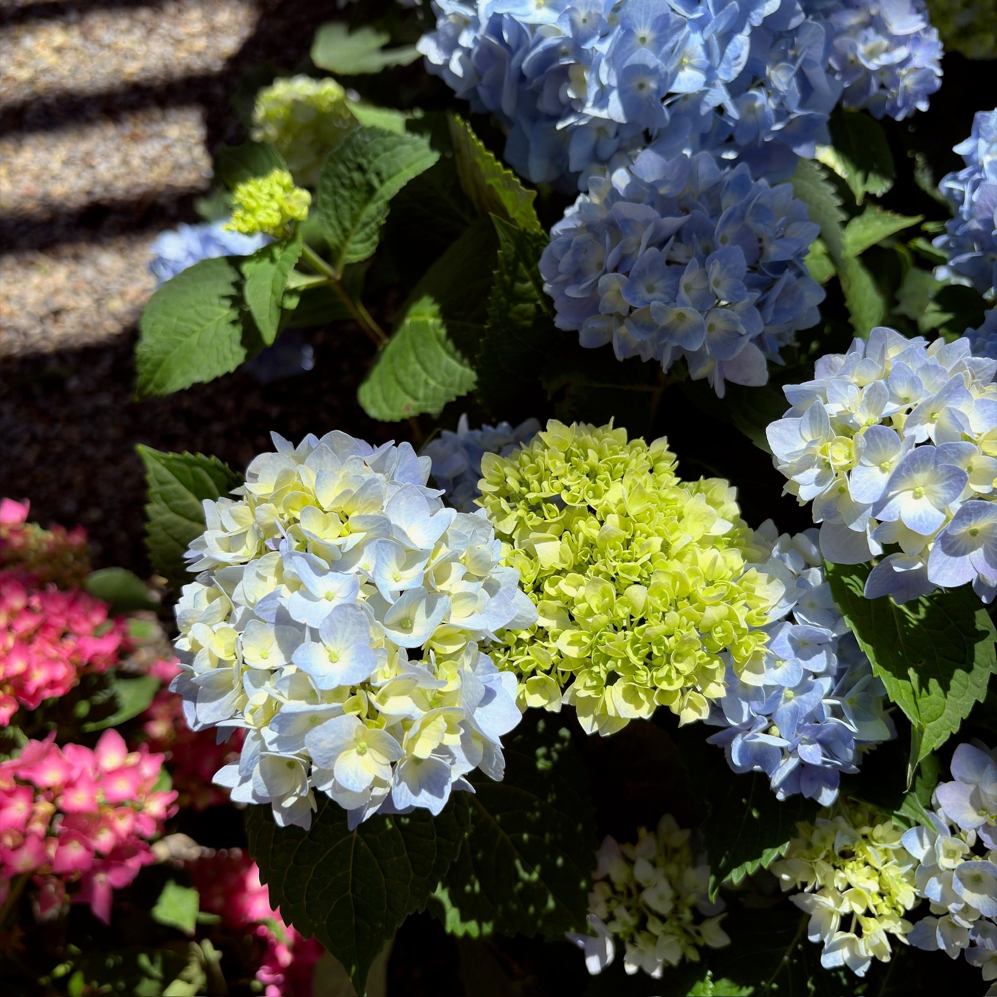 The Original ES® Hydrangea