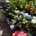 The Original ES® Hydrangea
