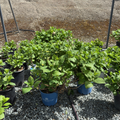 The Original ES® Hydrangea