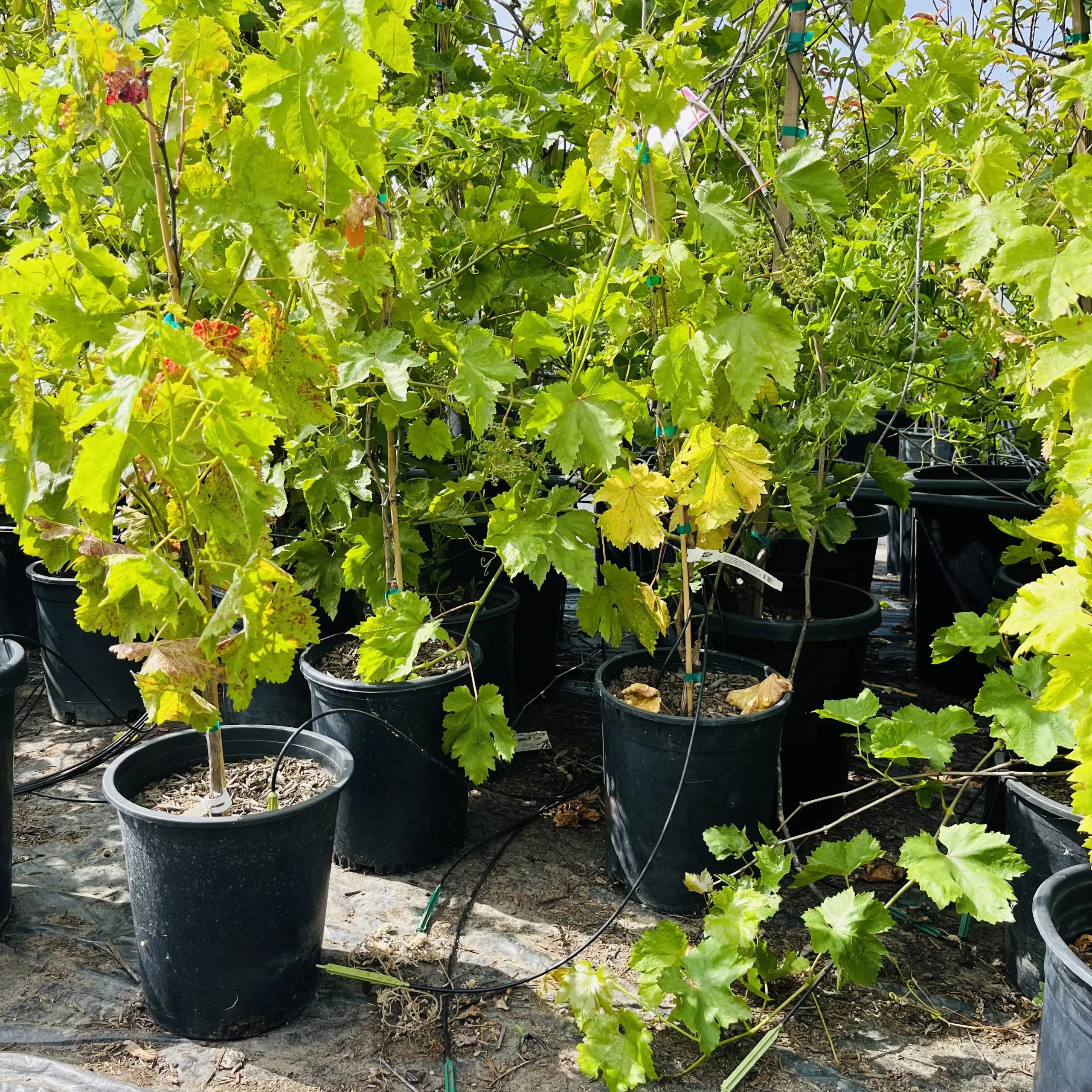 Thompson Seedless Grape