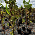 Thompson Seedless Grape
