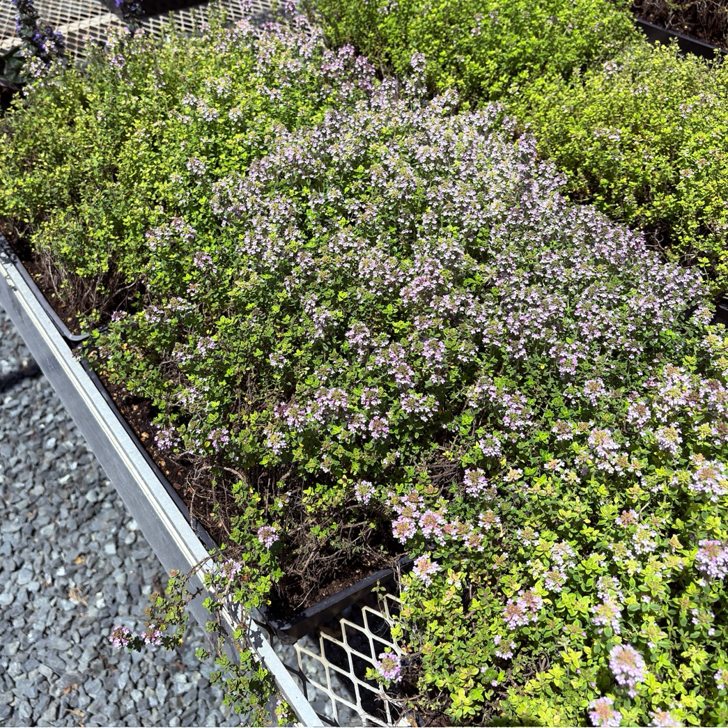 Thymus plants