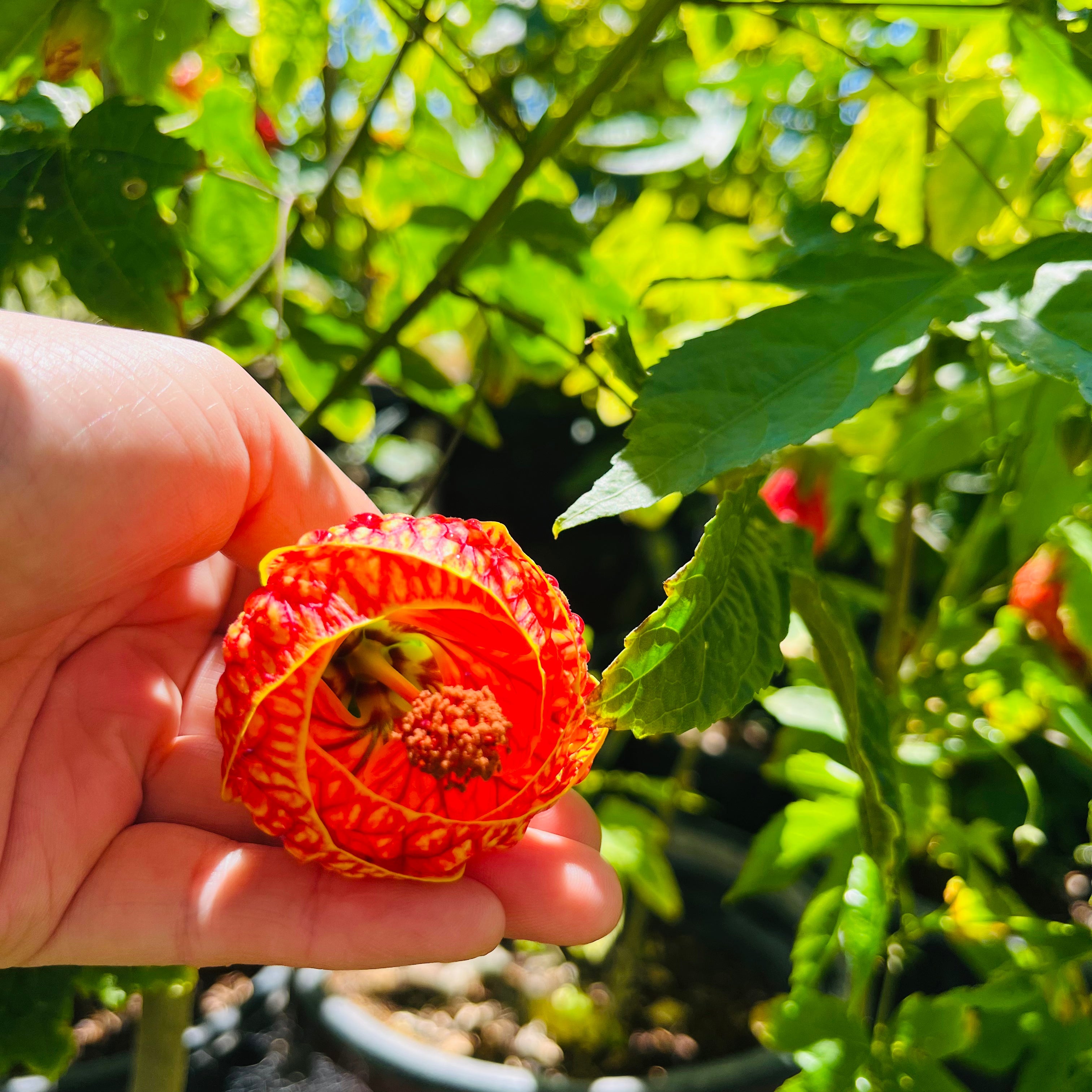 Tiger Eye Flowering Maple