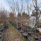 Tilton Apricot