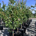 Tilton Apricot