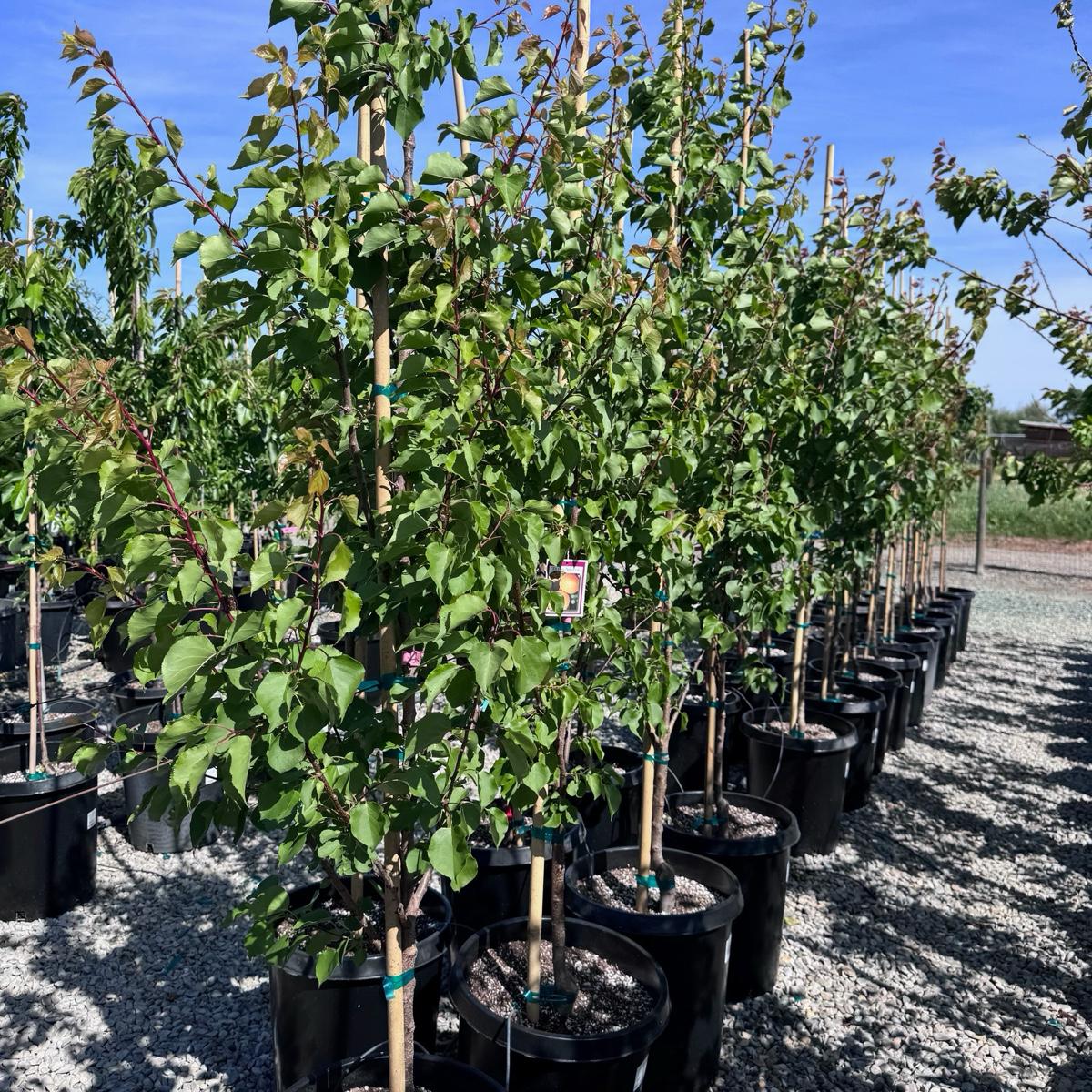 Tilton Apricot