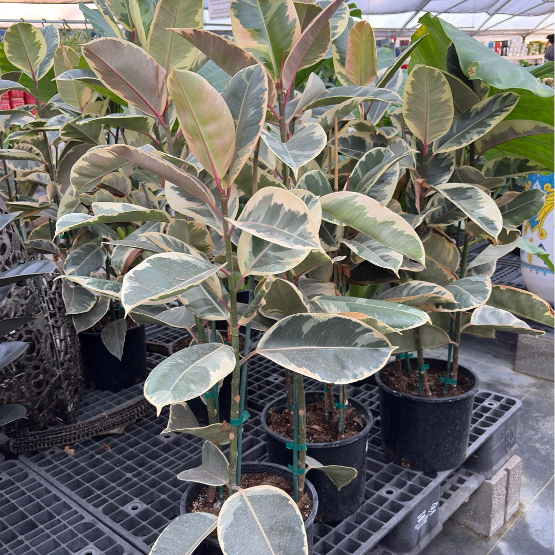 Tineke Rubber Plant 