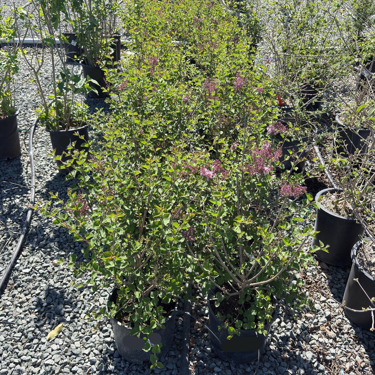 Tinkerbelle Dwarf Hybrid Lilac