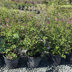 Tinkerbelle Dwarf Hybrid Lilac