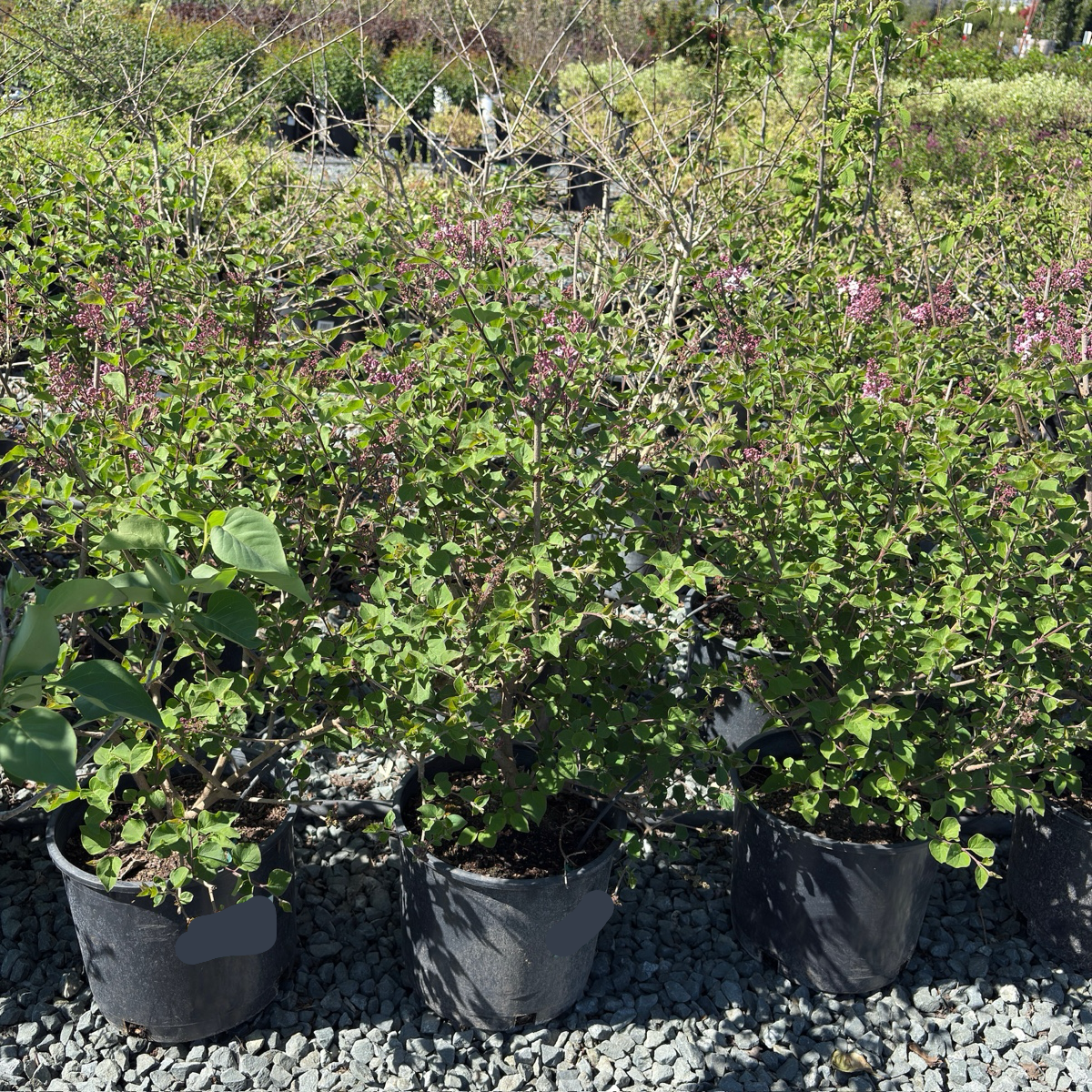 Tinkerbelle Dwarf Hybrid Lilac