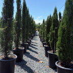 Tiny Tower Dwarf Italian Cypress