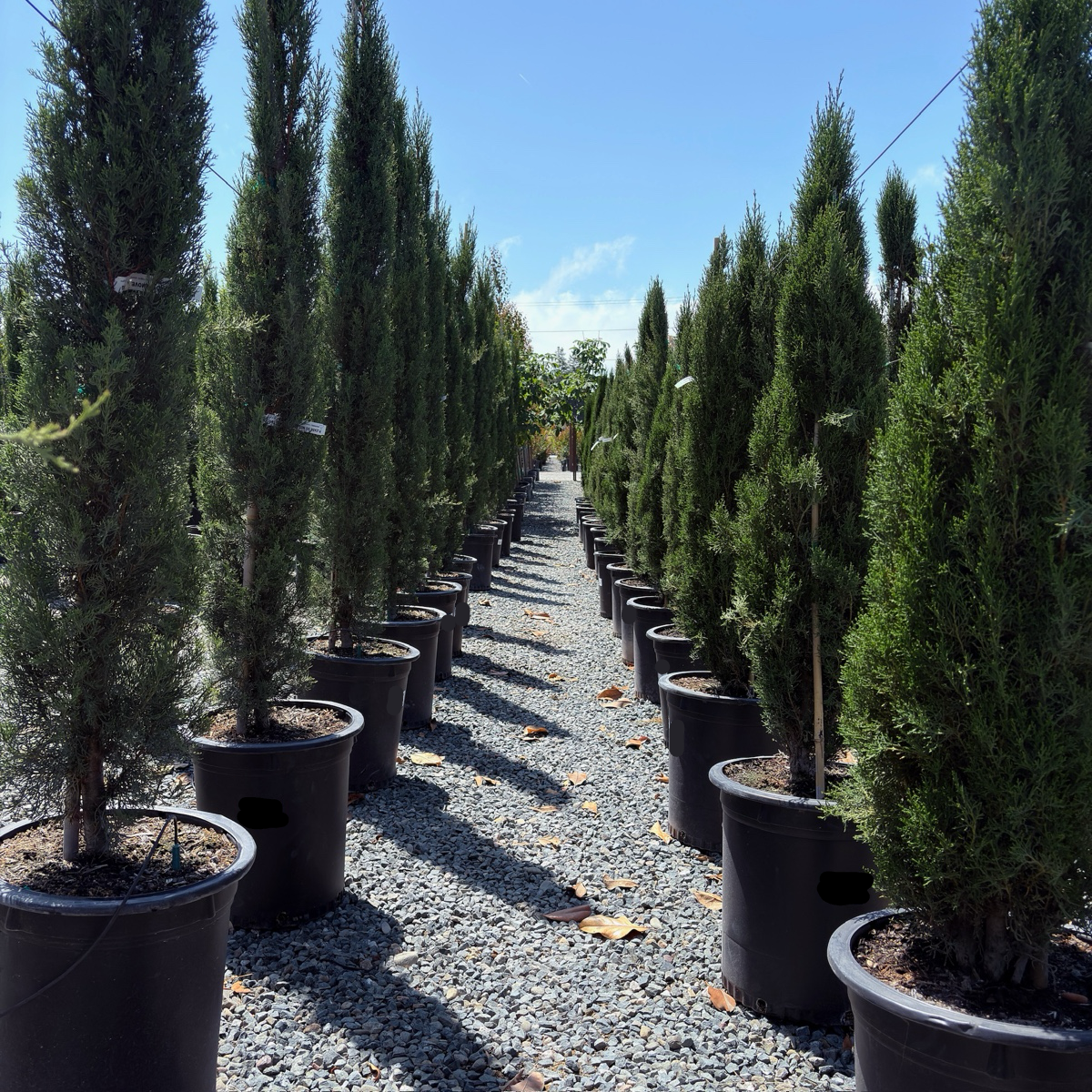 Tiny Tower Dwarf Italian Cypress