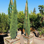 Tiny Tower Dwarf Italian Cypress