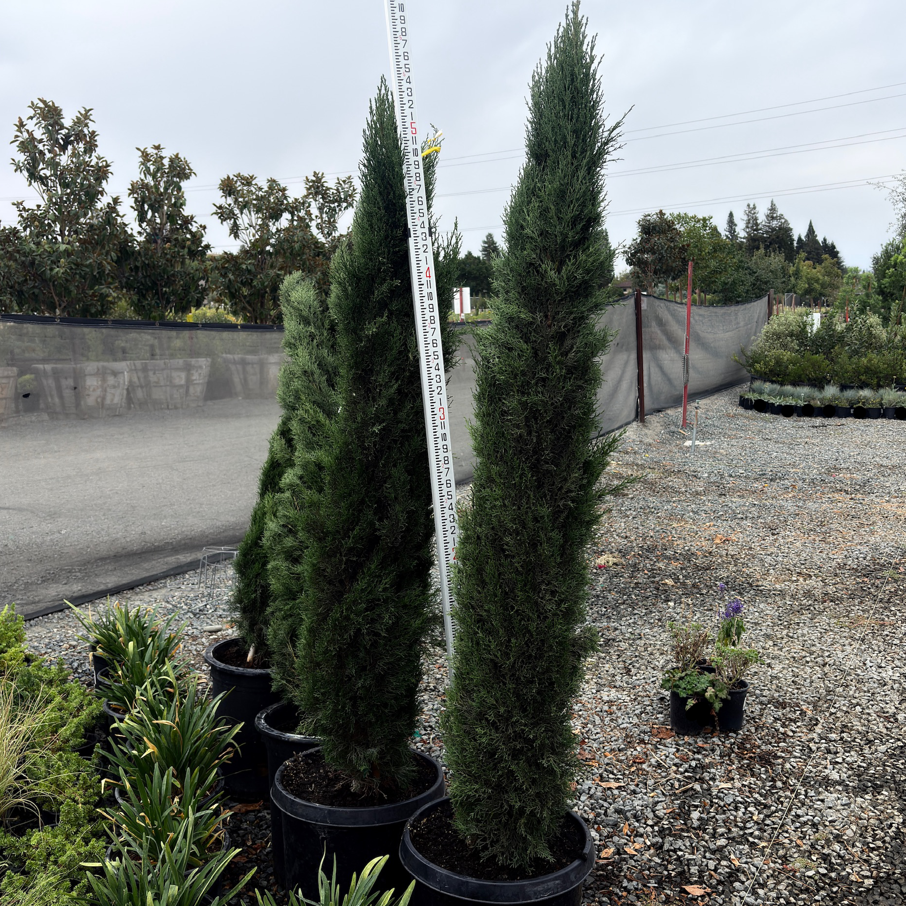 Tiny Tower Dwarf Italian Cypress