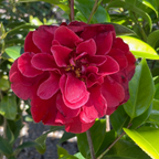 Tom Knudsen Camellia