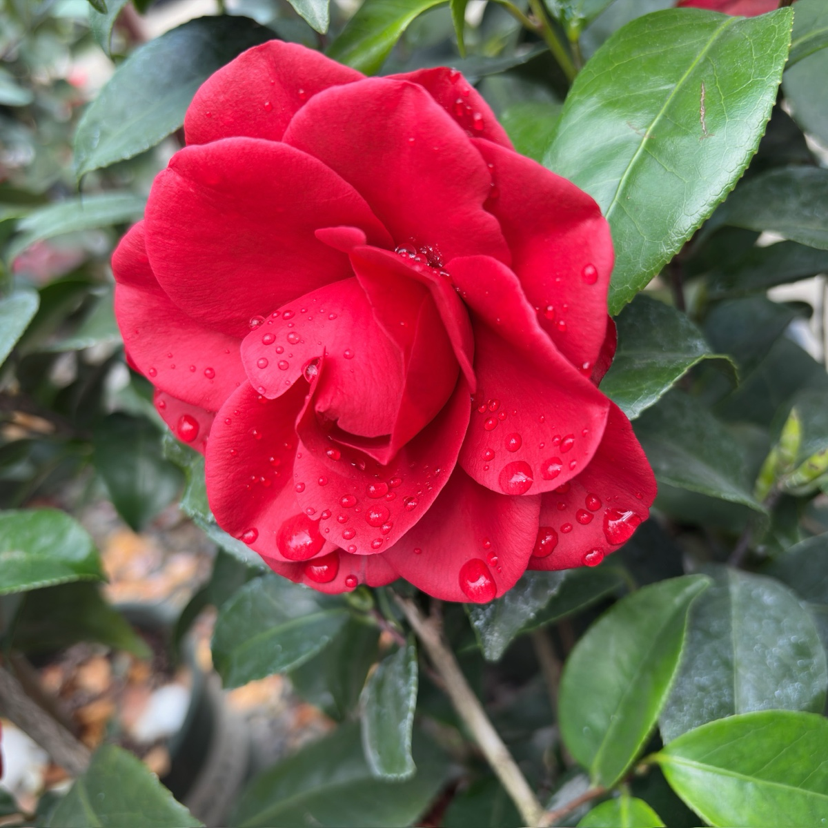 Tom Knudsen Camellia