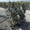 Tom Knudsen Camellia