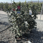 Tom Knudsen Camellia