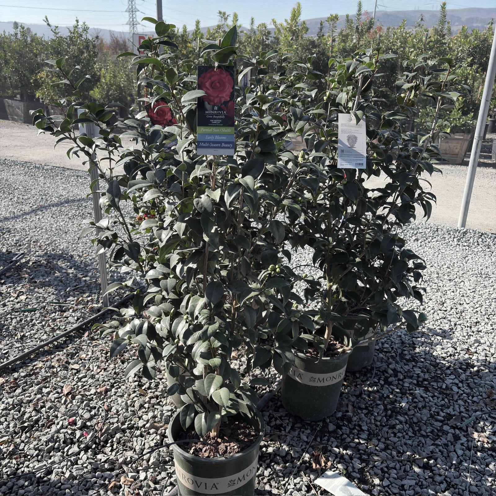 Tom Knudsen Camellia