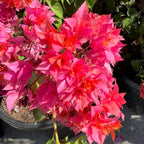 Torch Glow Bougainvillea