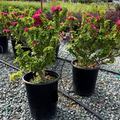 Torch Glow Bougainvillea