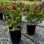 Torch Glow Bougainvillea