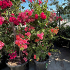 Torch Glow Bougainvillea