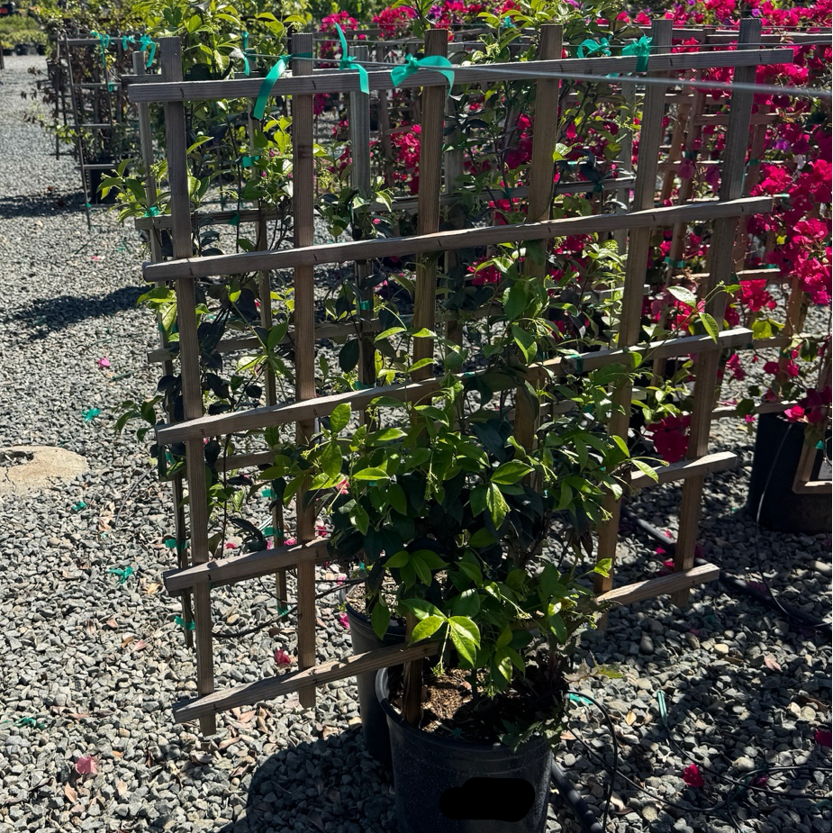 Trachelospermum jasminoides