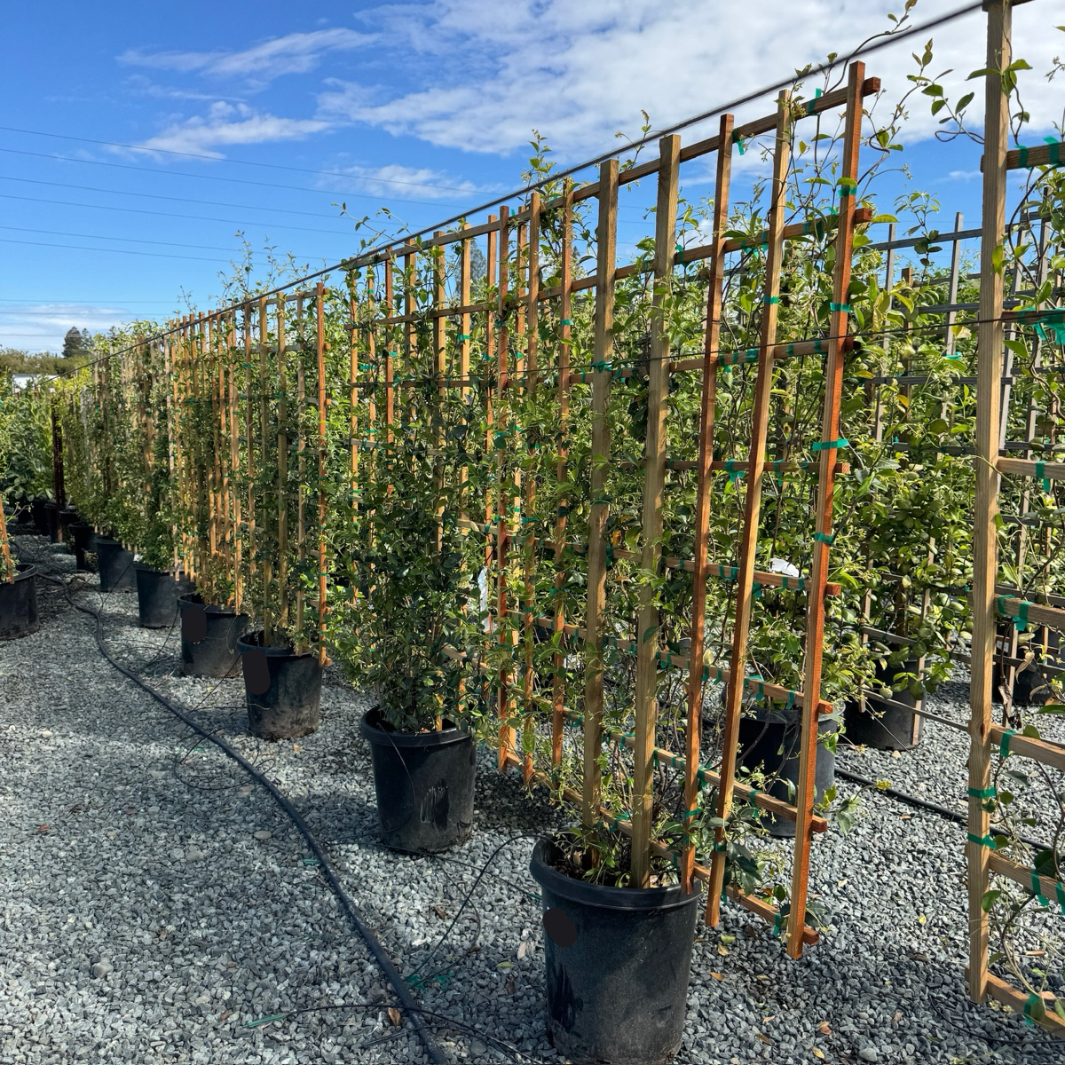 Trachelospermum jasminoides