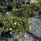 Potted Traling Gardenia with white flowers on a bed of small stones