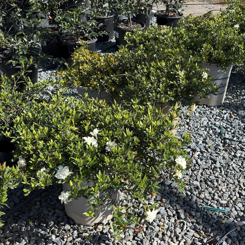 Potted Traling Gardenia with white flowers on a bed of small stones