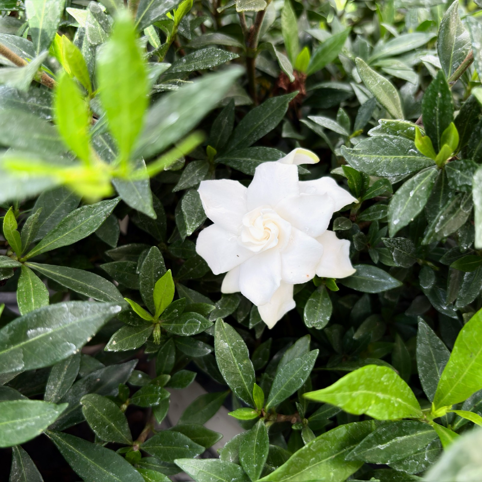 Traling Gardenia White flower surrounded by green leaves
