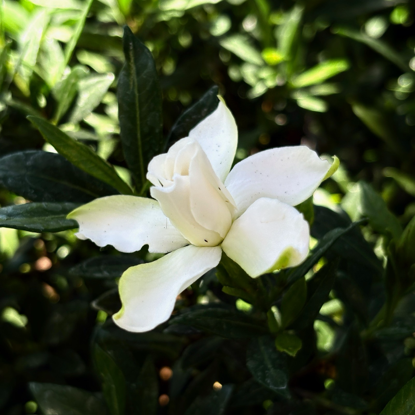 Traling Gardenia with green leaves on a blurred natural background