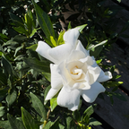Traling Gardenia White flower with green leaves on a blurred natural background