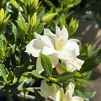 Traling Gardenia White flowers with green leaves on a blurred natural background