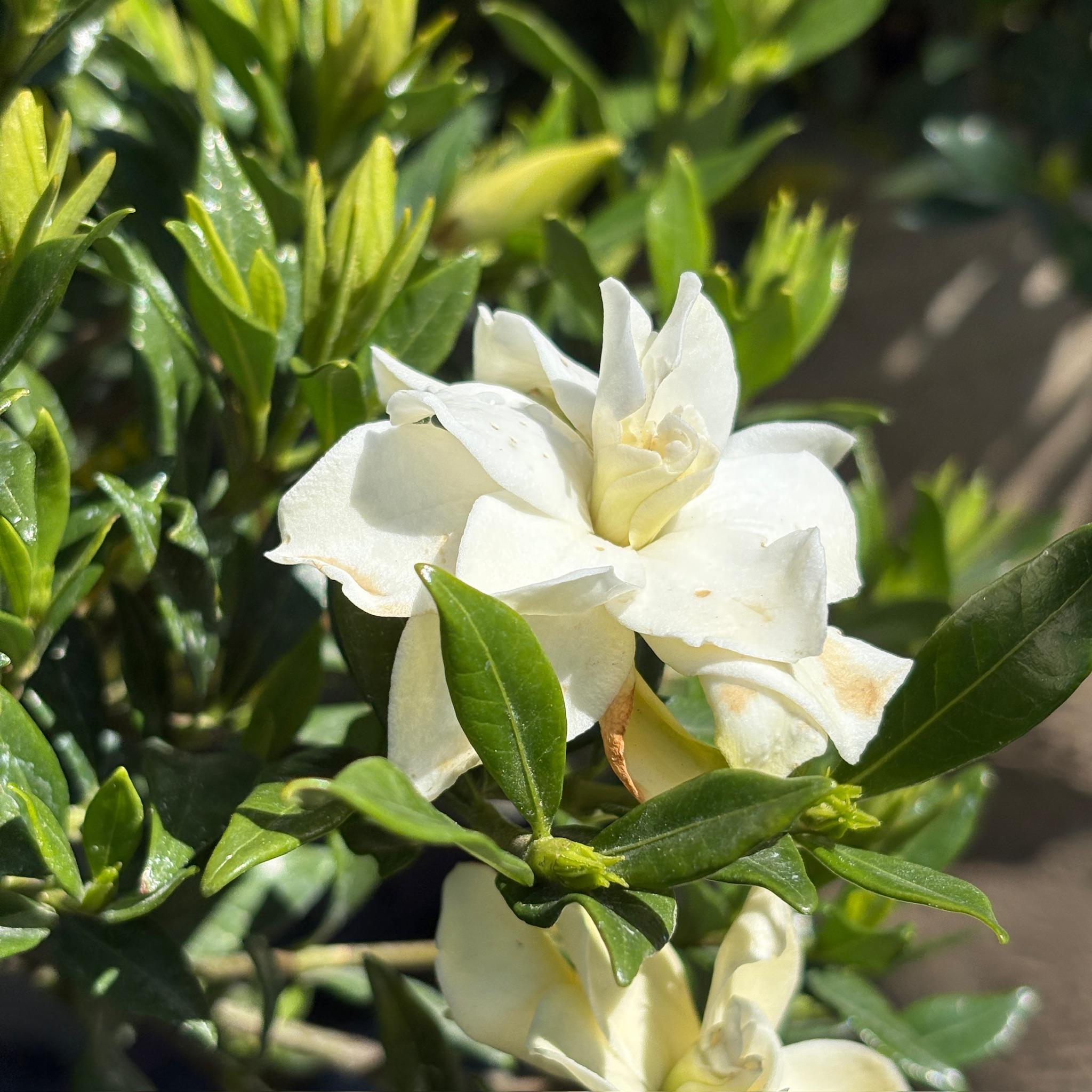 Traling Gardenia White flowers with green leaves on a blurred natural background