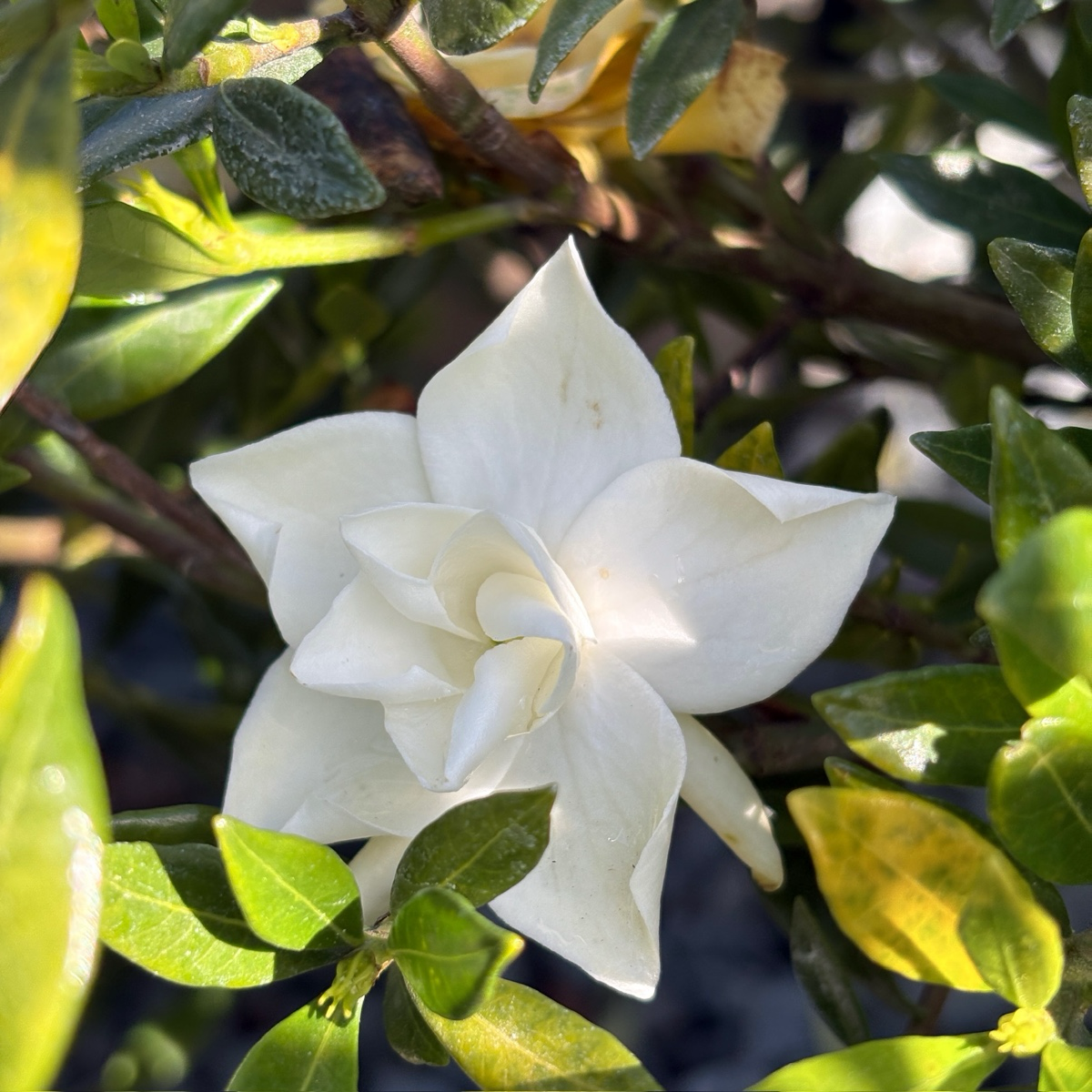 White flower Traling Gardenia surrounded by green leaves
