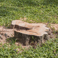 Tree stump on a grassy area waiting for Tree Removal & Stump Extraction