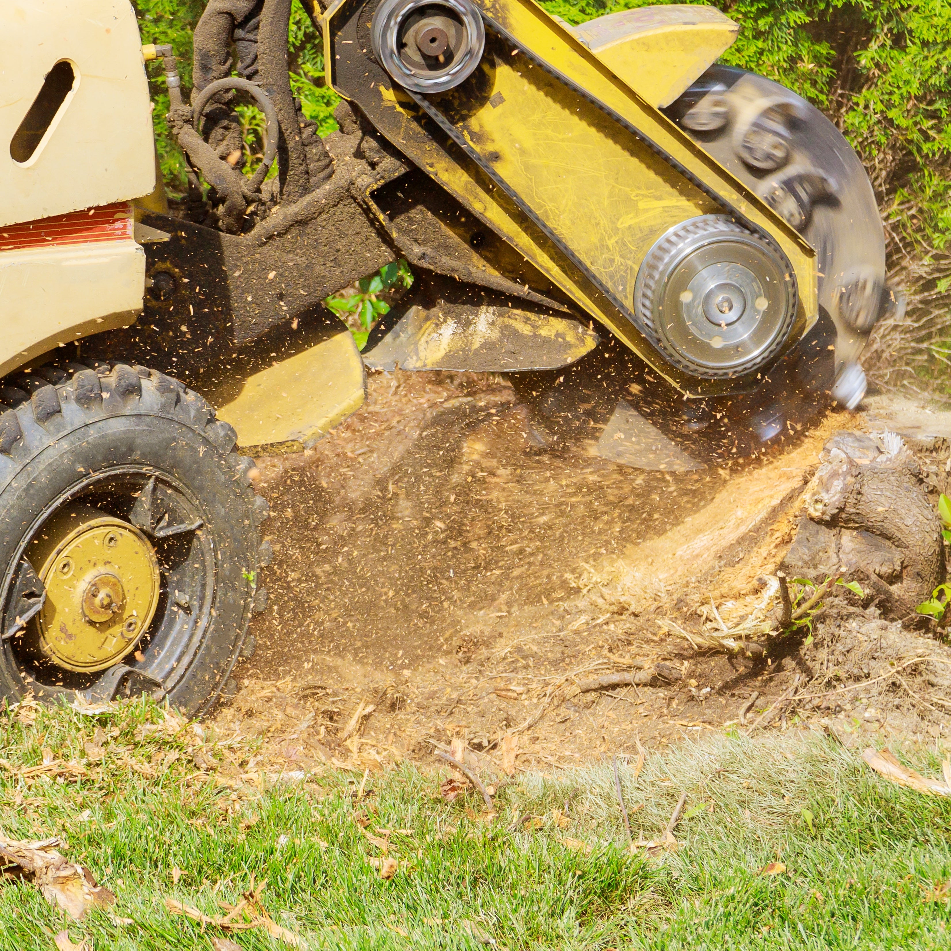 Tree stump grinder in action on a tree stump with grass and dirt in the background.