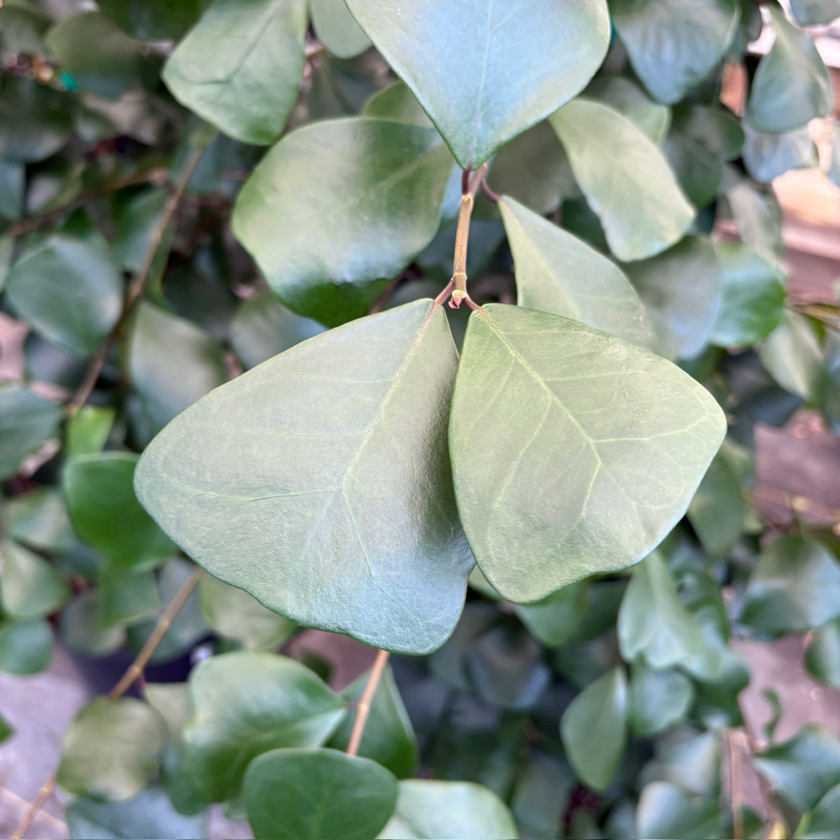 Triangle Ficus