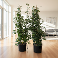 Triangle Ficus