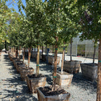 Trident Maple