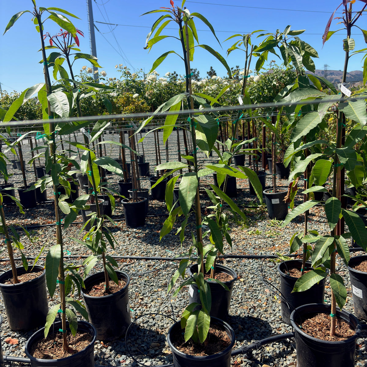 Triple Time Mango Tree