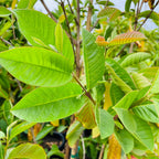 Tropic Pink Guava