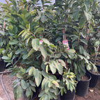Tropic Pink Guava