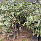 Tropic Pink Guava