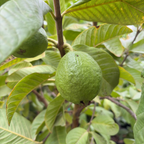Tropic White Guava