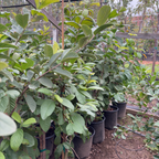 Tropic White Guava