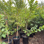 Tropic White Guava