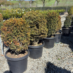 True Dwarf Common Boxwood